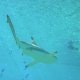 57- Les dessous du requin pointe noire 